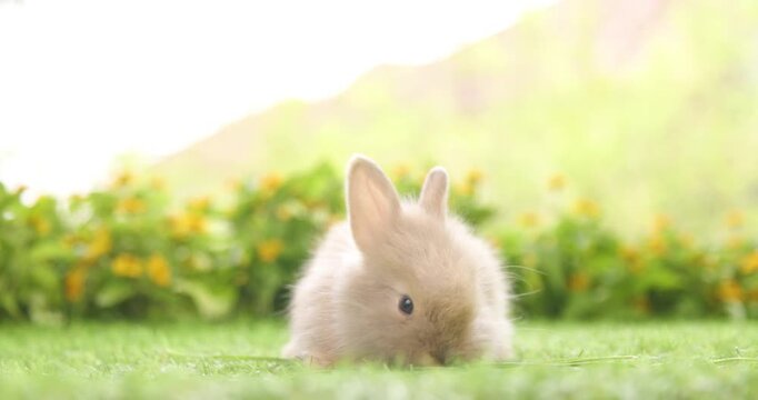 Baby bunny easter fluffy rabbit eating food, grass, on green garden nature flowers background on sunny day, Lovely mammal with bright eyes in nature life. Symbol of easter day.
