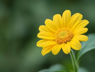 Close-up of a vibrant yellow flower (2)