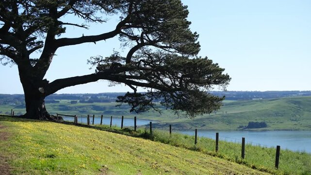 A scenic overlook near Camperdown in Victoria, Australia, featuring a mature tree framing views of volcanic crater lakes Lake Gnotuk and Lake Bullen Merri. Rolling green farmland and open countryside