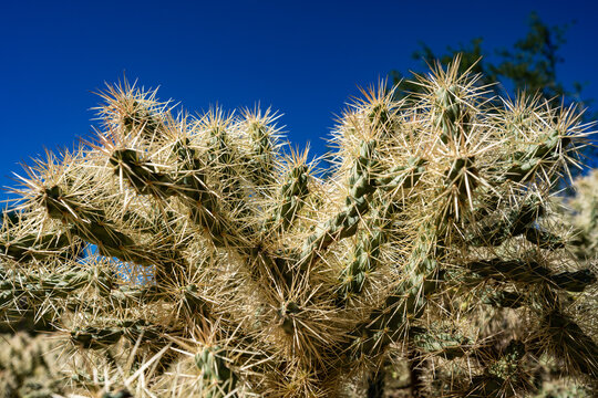 Cholla Cactus, jumping cactus, teddy bear, christmas cholla, cane cholla, devil cholla at the Phoenix Botanical Gardens in the Fall of 2025