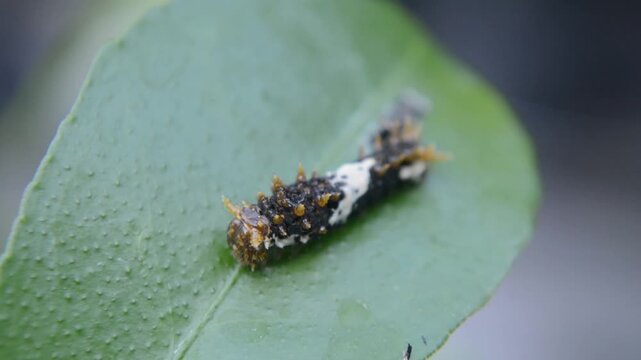 Macro Close-Up of a Giant Swallowtail Caterpillar (Papilio) Feeding on a Green Leaf with Frass Pellets Nearby
