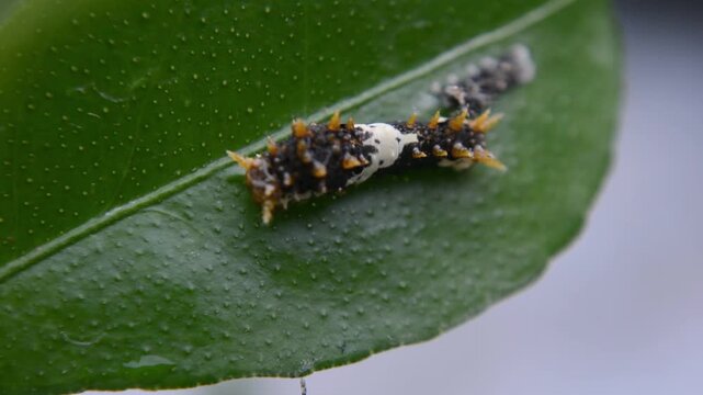 Macro Close-Up of a Giant Swallowtail Caterpillar (Papilio) Feeding on a Green Leaf with Frass Pellets Nearby