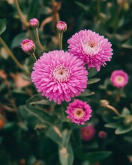 Close-up of vibrant pink flowers (3)