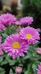 Close-up of vibrant pink flowers (2)