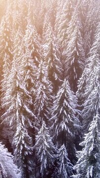 It's a winter wonderland. Flying over a fresh snow covered forest in Oregon. Vertical video.