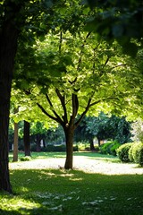 Sunny park scene with lush trees