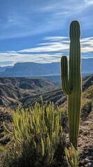 Tall cactus stands guard over a rugged mountain vista