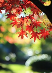 Vibrant autumn leaves against a blurred background (1)