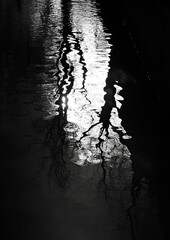 Reflective water, trees reflected