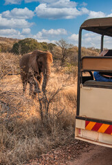 African elephant walking in the bush, tourists in a tour in safari 4x4 vehicle watching. © poco_bw