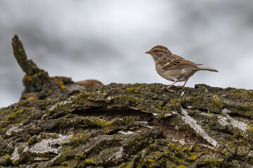 House sparrow perched on a branch.
