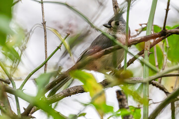 Tufted titmouse perched in a bush.