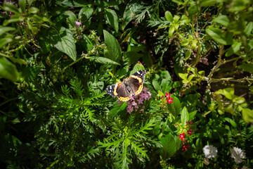 Red Admiral butterfly (Vanessa atalanta) at the Phoenix Botanical Gardens in the Fall of 2025