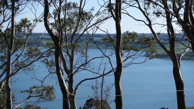Lake Bullen Merri near Camperdown, Victoria, Australia, viewed through slender eucalyptus trees. Calm blue crater lake sits within the Western Victorian Volcanic Plains surrounded by rolling farmland