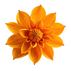 Vivid top-down view of an open, layered orange flower, clipart, isolated on a transparent background.