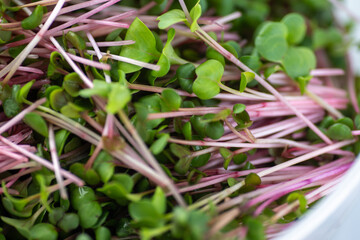Close up of Freshly Harvested Radish Microgreens with Pink Stems