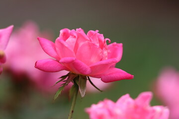 Closeup of pink roses in bloom 
