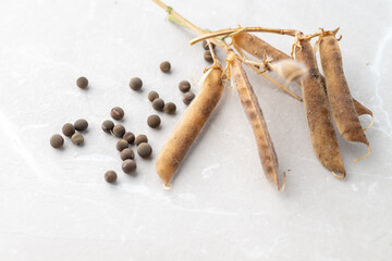 Close up of Sweet Peas Seeds Harvested for Future Planting