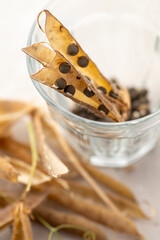 Close up of Sweet Peas Seeds Harvested for Future Planting