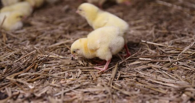 young chickens two days old from the moment of birth in soft yellow down on a litter of sawdust, one cute baby broiler chicken at a large poultry farm