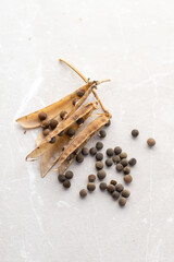 Sweet Peas' Seed Pods Broken Down to Get Seeds Out
