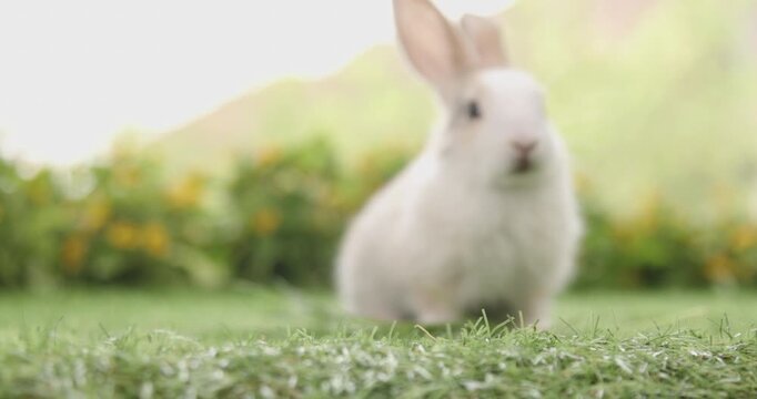Baby bunny easter fluffy rabbit eating food, grass, on green garden nature flowers background on sunny day, Lovely mammal with bright eyes in nature life. Symbol of easter day.