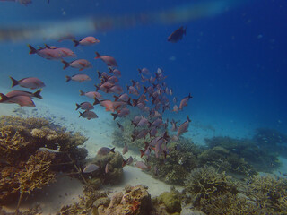 Obraz premium School of pink reef fish