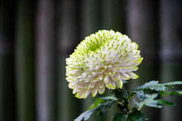 Flowering chrysanthemum blooms in a garden