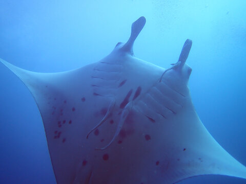 Manta ray swimming in the blue ocean