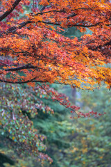 Autumn leaves with vibrant colours