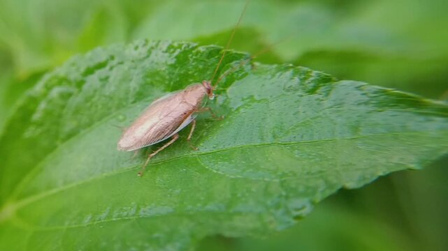 macro of garden cockroach (Ectobius vittiventris) on a leaf