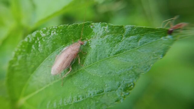 macro of garden cockroach (Ectobius vittiventris) on a leaf