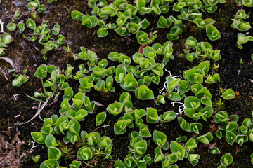 Arctic dwarf willow leaves on mossy ground © Janica
