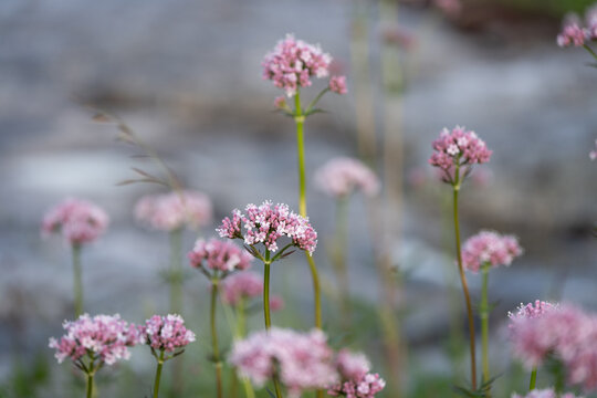 Pink wildflowers close-up