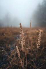 Fototapeta premium Close-up of wild grass in a foggy autumn field, bathed in soft light and warm tones, evoking calm and quiet beauty.