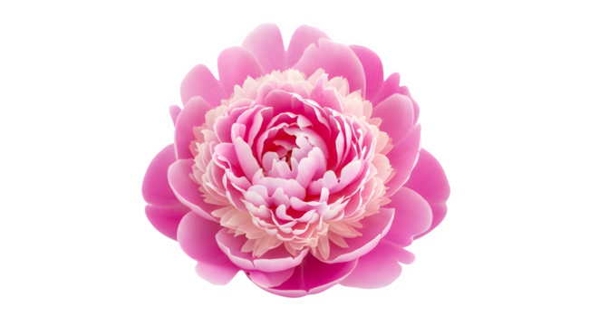 Captivating pink peony flower isolated on transparent background, revealing its exquisite layers of petals and soft hues, ideal for floral arrangements and elegant design projects