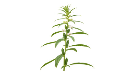 Fototapeta premium A Tall Green Plant with Many Leaves.