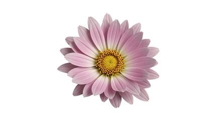 Fototapeta premium Beautiful Pink Daisy Flower with Yellow Center Isolated on White Background.