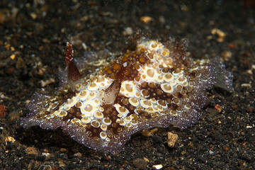 Hoplodoris estrelyado nudibranch on sand bottom, Lembeh Strait, Indonesia