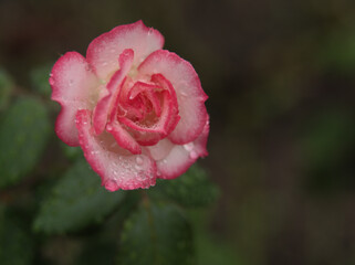 雨の降る10月に美しく咲いたピンク色のバラ「ニコール」