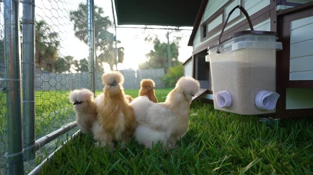 Happy silkie hens sustainably raised in free range chicken coop. Domestic chicken on small backyard farm.