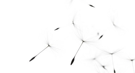 A captivating closeup showcases the delicate beauty of dandelion seeds gracefully floating against an isolated on transparent background, symbolizing freedom, fragility, and the ephemeral nature of li