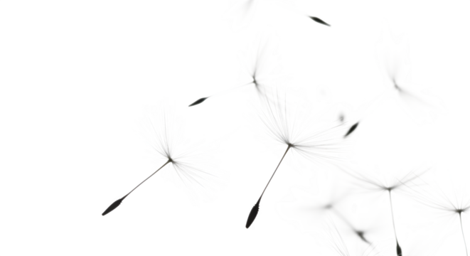 A captivating closeup showcases the delicate beauty of dandelion seeds gracefully floating against an isolated on transparent background, symbolizing freedom, fragility, and the ephemeral nature of li