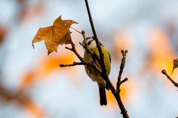 Blue tit on autumn branch