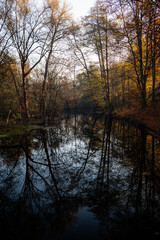 Forest pond reflection in autumn
