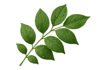 Naklejka premium Green plant sprig with fresh water drops, symbolizing nature, growth, and environmental freshness on transparent background