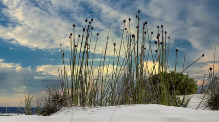Ficinia nodosa grass growing on the sand dunes at Coffin Bay in South Australia