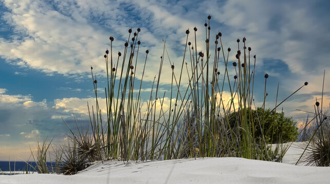 Ficinia nodosa grass growing on the sand dunes at Coffin Bay in South Australia