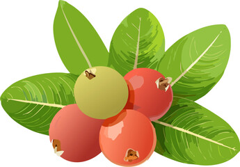 Sustainable Sourcing of Carissa Carandas: A Vector Concept Promoting Ethical Harvesting and the Preservation of Traditional Knowledge Related to Indigenous Fruit Plant Species.