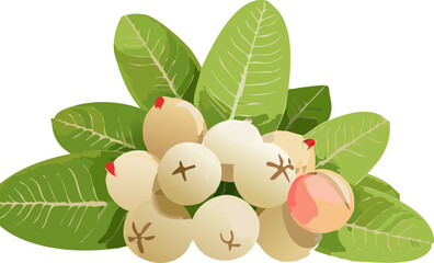 Vector Art for Dietary Education: Showcasing Carissa Carandas to Teach Children about Tropical Fruit Varieties, Their Origins, and Their Essential Contribution to a Healthy Diet.